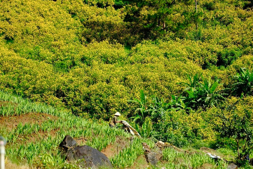 Theo người dân Lâm Đồng, mùa hoa dã quỳ được xem là biểu tượng mùa thu Đà Lạt, thu hút nhiều du khách đến chiêm ngưỡng và chụp ảnh.