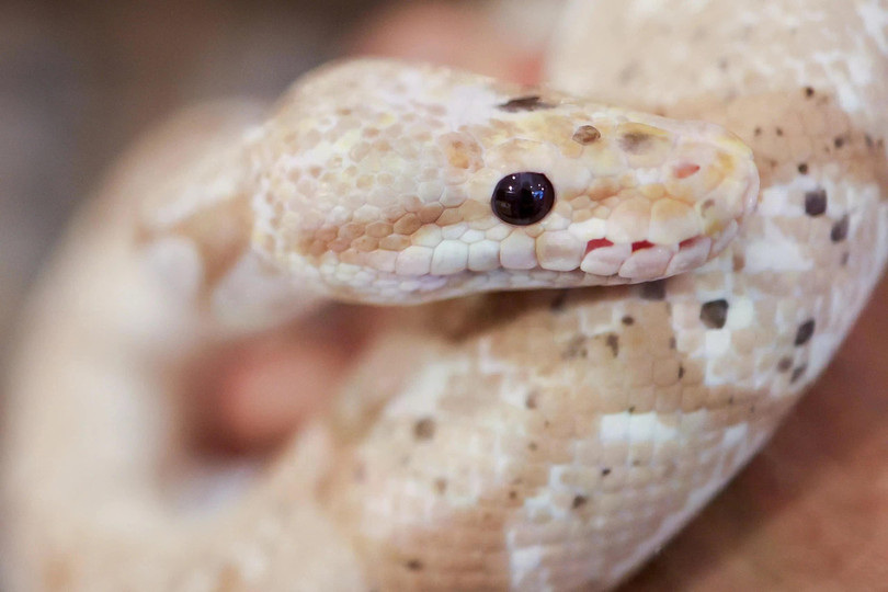 Những con rắn tại Pythonism, một cửa hàng thú cưng tại đảo Đài Loan, nơi cung cấp cho khách hàng những người bạn rắn nhỏ bé trong khi có thể nhâm nhi cà phê, trước Tết Nguyên đán. Ảnh: Reuters.