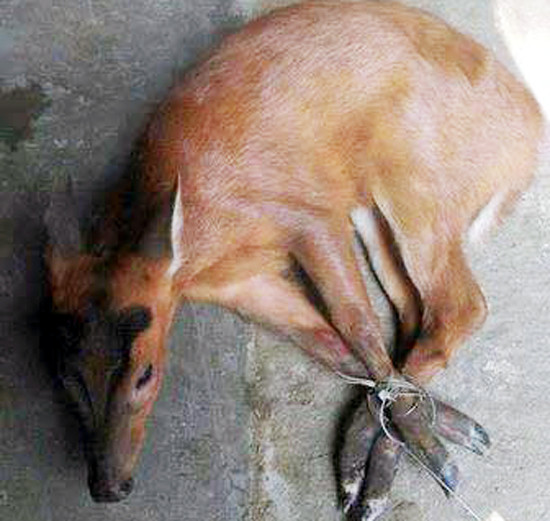 len facebook khoe chien tich san bat dong vat hoang da