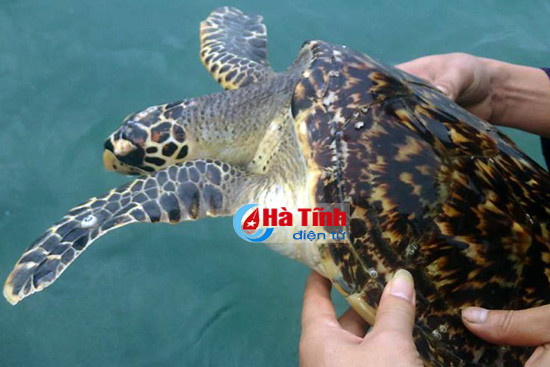 di danh ca ngu dan bat duoc doi moi quy nang 7kg