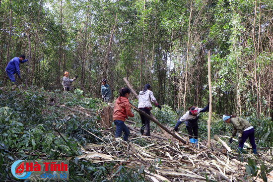 de moi canh rung moi qua doi co chu dich thuc