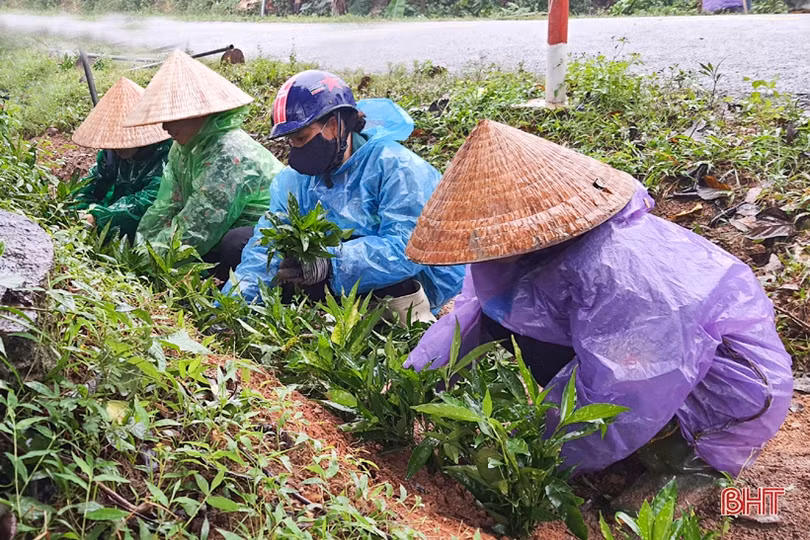 Người dân xã miền núi Hà Tĩnh đội mưa phủ kín hàng rào xanh