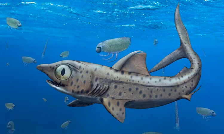 Phát hiện loài cá mập tiền sử có hàm răng quái dị