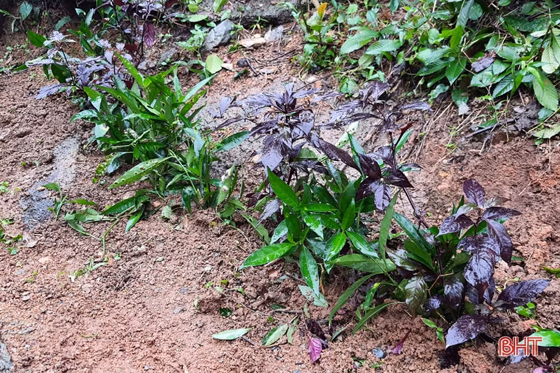 Người dân xã miền núi Hà Tĩnh đội mưa phủ kín hàng rào xanh