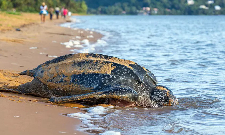 Phát hiện tổ trứng loài rùa lớn nhất thế giới