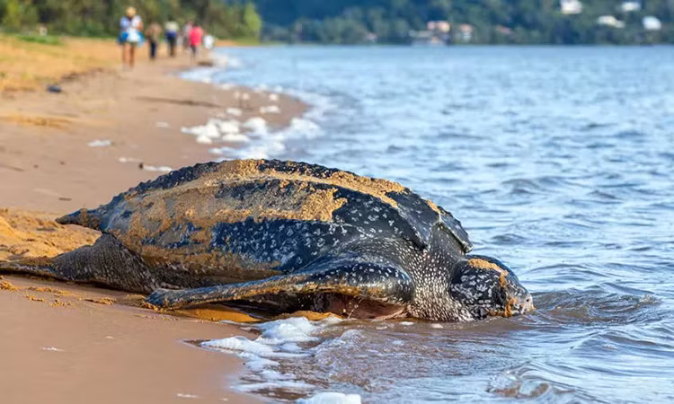 Phát hiện tổ trứng loài rùa lớn nhất thế giới