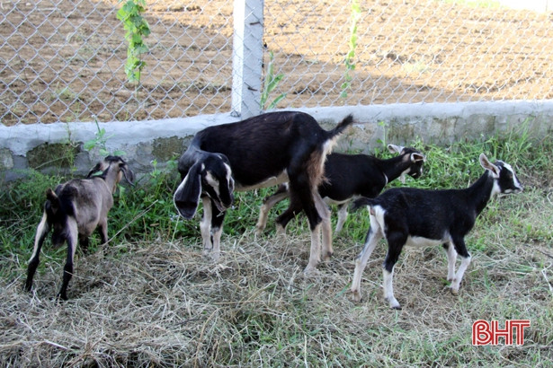 Hương Sơn hỗ trợ nâng cao chất lượng đàn dê