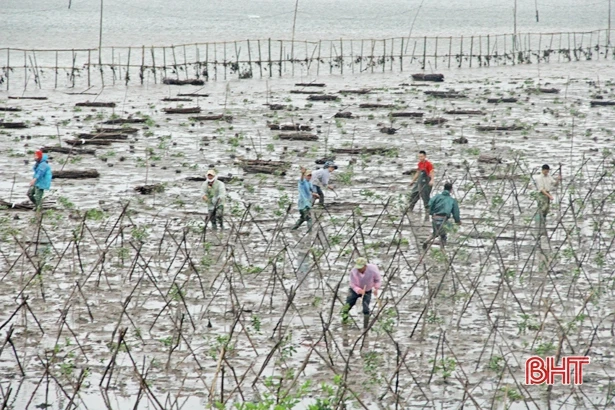 Hà Tĩnh có thêm gần 66 ha rừng ngập mặn ven biển