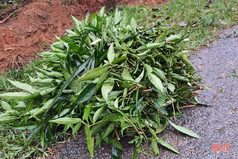 Người dân xã miền núi Hà Tĩnh đội mưa phủ kín hàng rào xanh