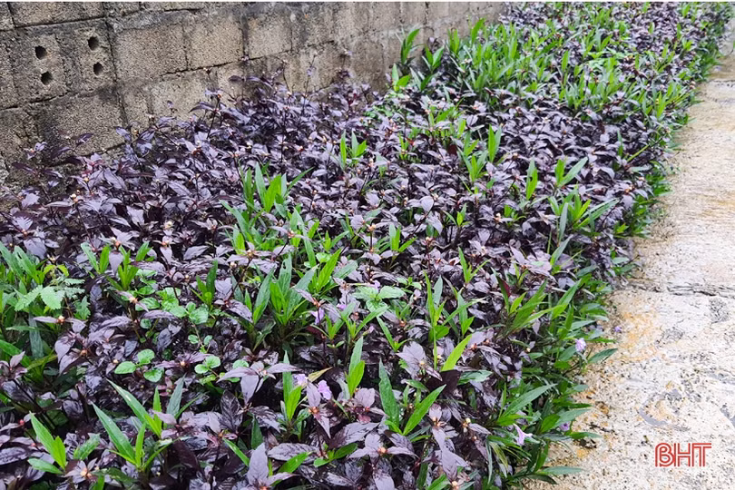 Người dân xã miền núi Hà Tĩnh đội mưa phủ kín hàng rào xanh