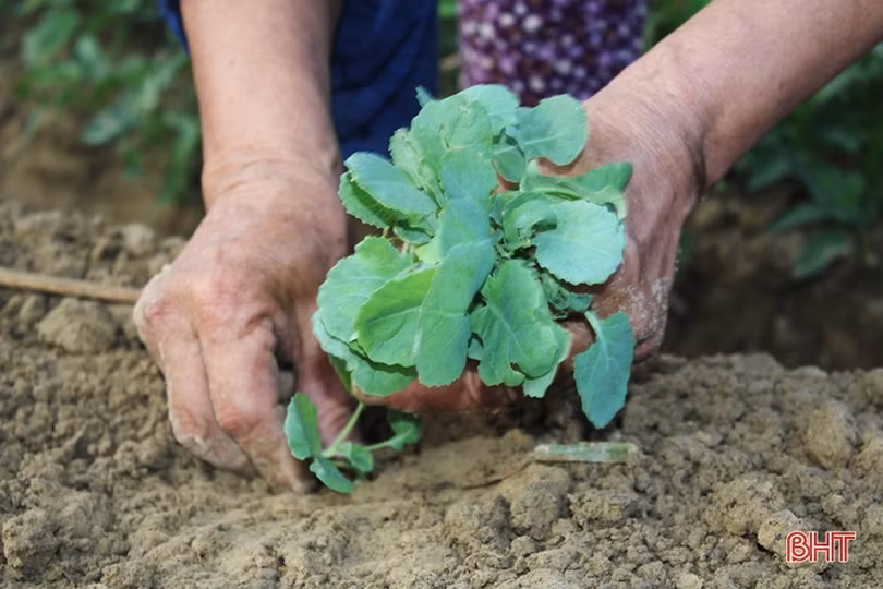 “Và cơn gió mang mùa đông tới”…