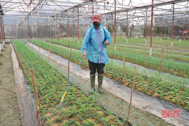 Có chính sách kích cầu, làng hoa ở Hà Tĩnh tăng quy mô sản xuất chờ tết