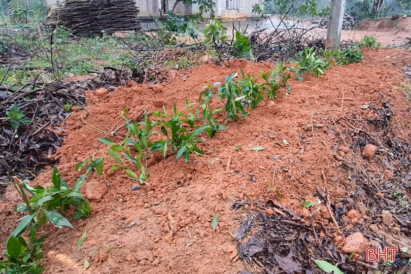 Người dân xã miền núi Hà Tĩnh đội mưa phủ kín hàng rào xanh