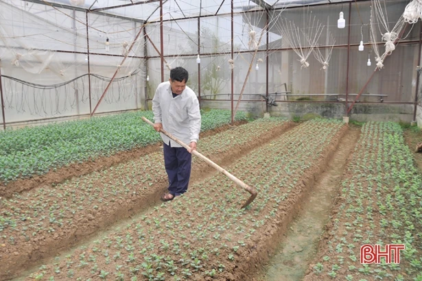 Có chính sách kích cầu, làng hoa ở Hà Tĩnh tăng quy mô sản xuất chờ tết