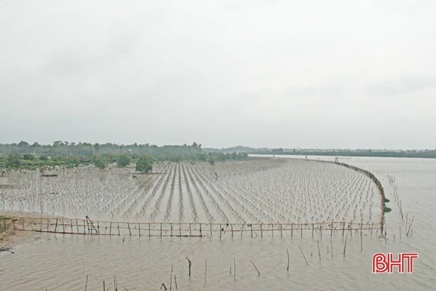 Hà Tĩnh có thêm gần 66 ha rừng ngập mặn ven biển