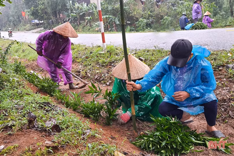 Người dân xã miền núi Hà Tĩnh đội mưa phủ kín hàng rào xanh