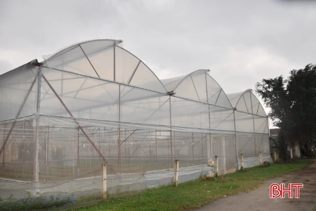 Có chính sách kích cầu, làng hoa ở Hà Tĩnh tăng quy mô sản xuất chờ tết