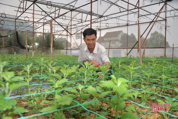 Có chính sách kích cầu, làng hoa ở Hà Tĩnh tăng quy mô sản xuất chờ tết