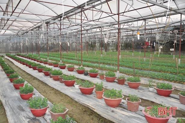 Có chính sách kích cầu, làng hoa ở Hà Tĩnh tăng quy mô sản xuất chờ tết