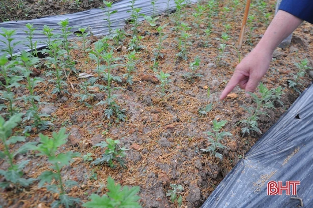 Có chính sách kích cầu, làng hoa ở Hà Tĩnh tăng quy mô sản xuất chờ tết