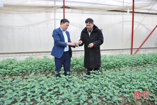 Có chính sách kích cầu, làng hoa ở Hà Tĩnh tăng quy mô sản xuất chờ tết