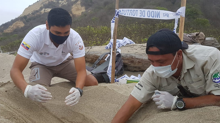 Phát hiện tổ trứng loài rùa lớn nhất thế giới