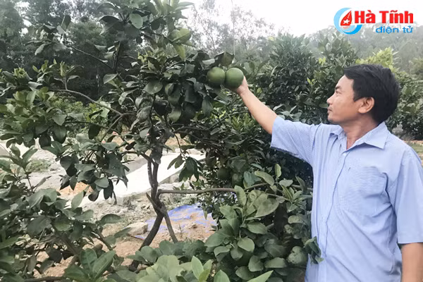 xuan loc thuong nho muoi co