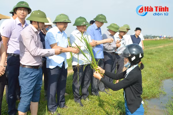 bi thu tinh uy xuong dong kiem tra sau benh lua vu xuan