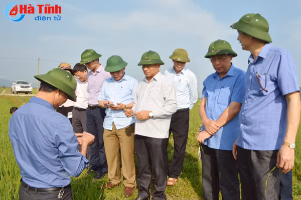 bi thu tinh uy xuong dong kiem tra sau benh lua vu xuan