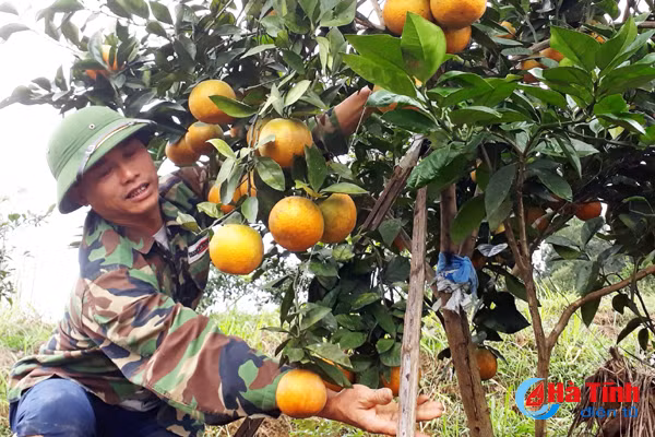 thu nhap gan 800 trieu dong tu kinh te vuon doi