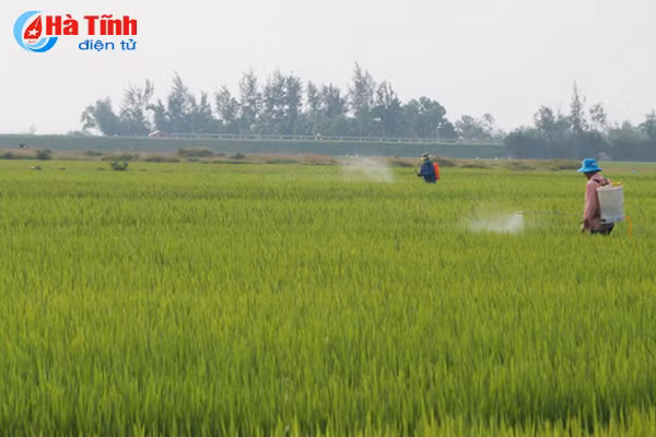 1 167 ha lua xuan cam xuyen doi mat voi nguy co nhiem dao on co bong