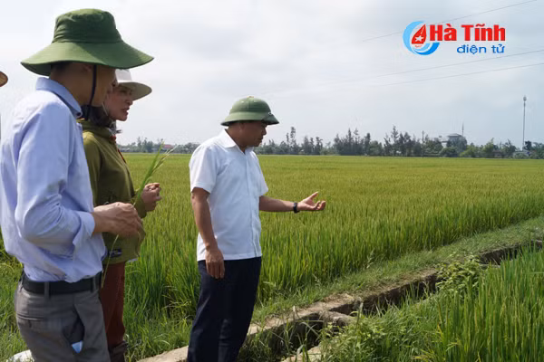 1 167 ha lua xuan cam xuyen doi mat voi nguy co nhiem dao on co bong