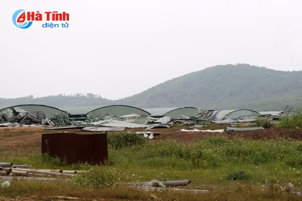 Dự án chăn nuôi bò Bình Hà: “Vắng như chùa bà Đanh”!