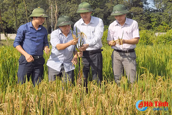 khong xu ly kip thoi benh dao on se nhanh chong lan rong