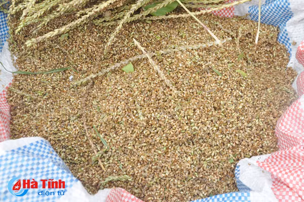 duoc mua duoc lieu nong dan cam phuc mung nhu bat duoc vang
