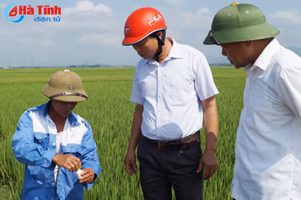 1 167 ha lua xuan cam xuyen doi mat voi nguy co nhiem dao on co bong