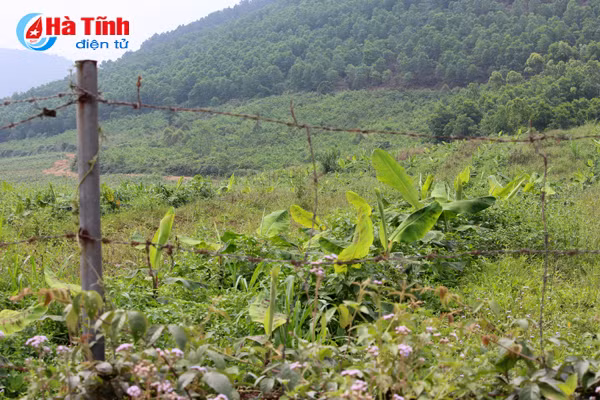 Dự án chăn nuôi bò Bình Hà: “Vắng như chùa bà Đanh”!