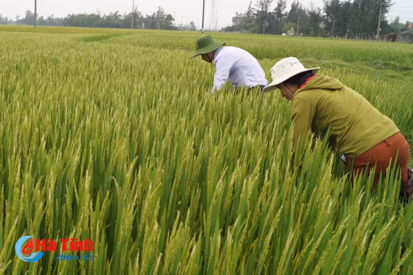 1 167 ha lua xuan cam xuyen doi mat voi nguy co nhiem dao on co bong