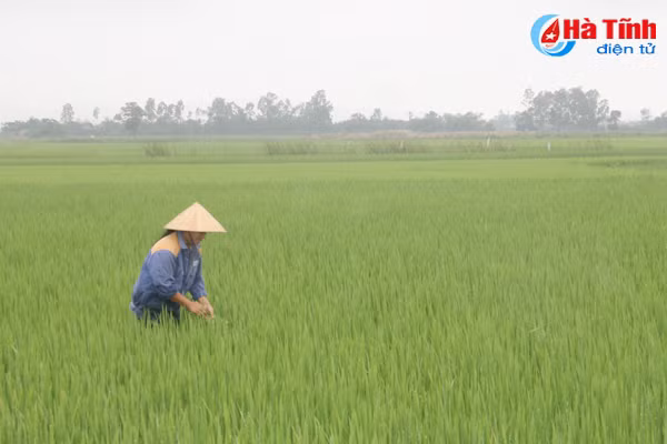 thoi tiet dong danh thach ha tap trung phong chong dao on co bong