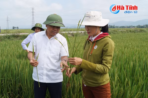 1 167 ha lua xuan cam xuyen doi mat voi nguy co nhiem dao on co bong