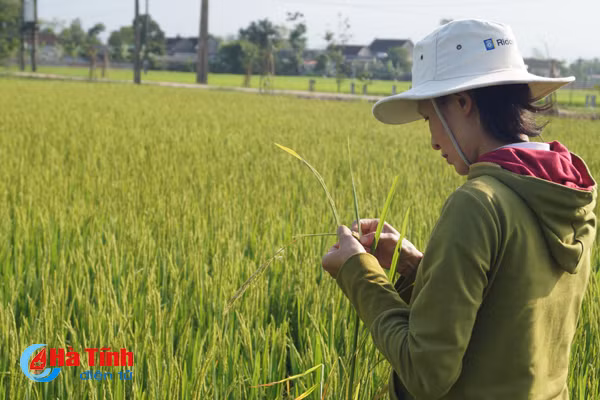 1 167 ha lua xuan cam xuyen doi mat voi nguy co nhiem dao on co bong