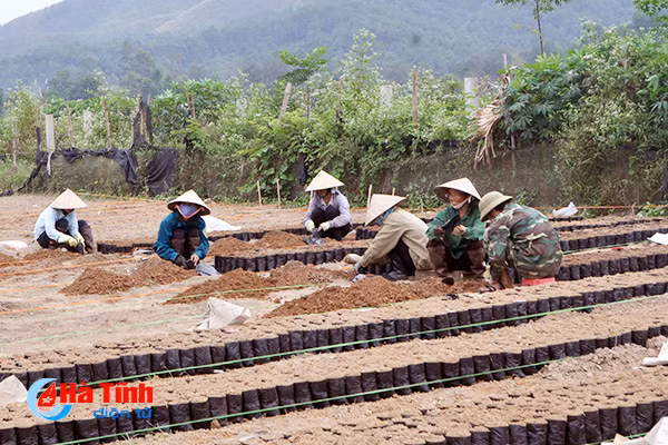cham co gioi hoa rao can phat trien lam nghiep o ha tinh