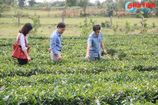 khoi phuc san xuat vung thuong ky anh