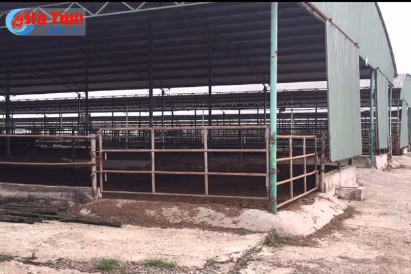 Dự án chăn nuôi bò Bình Hà: “Vắng như chùa bà Đanh”!