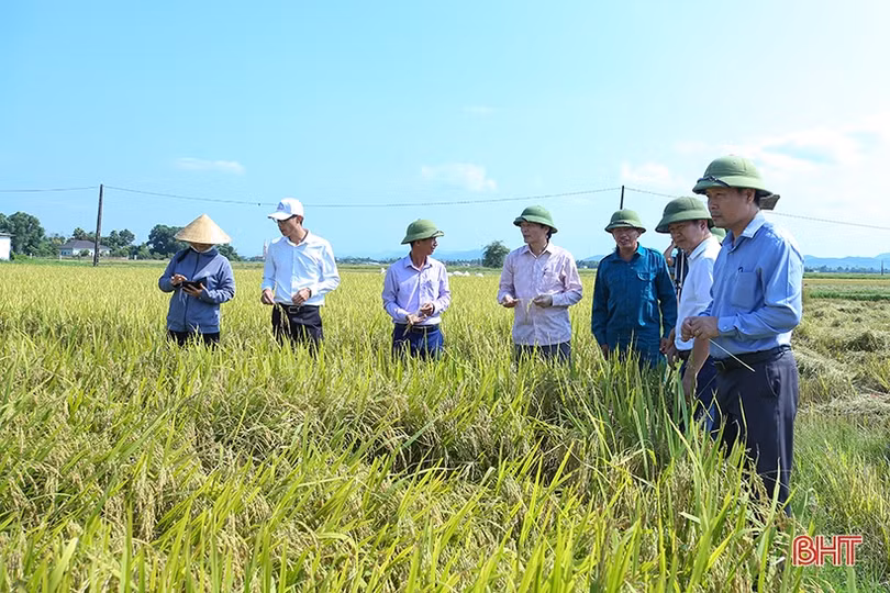 Dự báo có mưa lớn, nông dân Hà Tĩnh khẩn trương thu hoạch lúa hè thu
