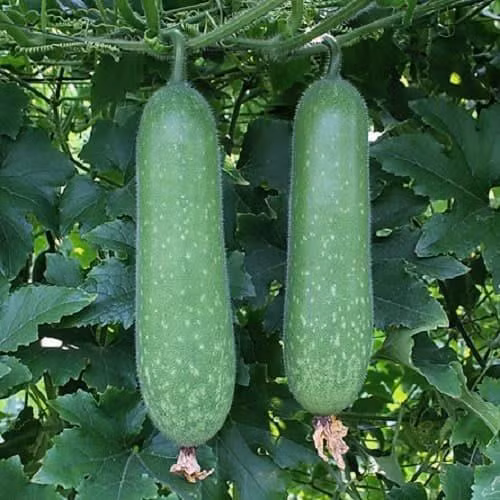 9 bài thuốc chữa bệnh từ bí đao