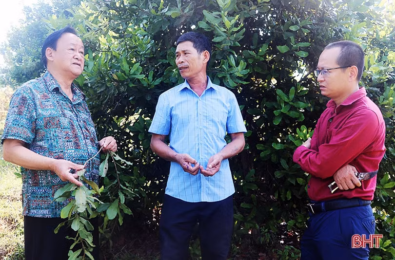 Người dân Vũ Quang được tiếp cận kỹ thuật trồng, chăm sóc Mắc ca
