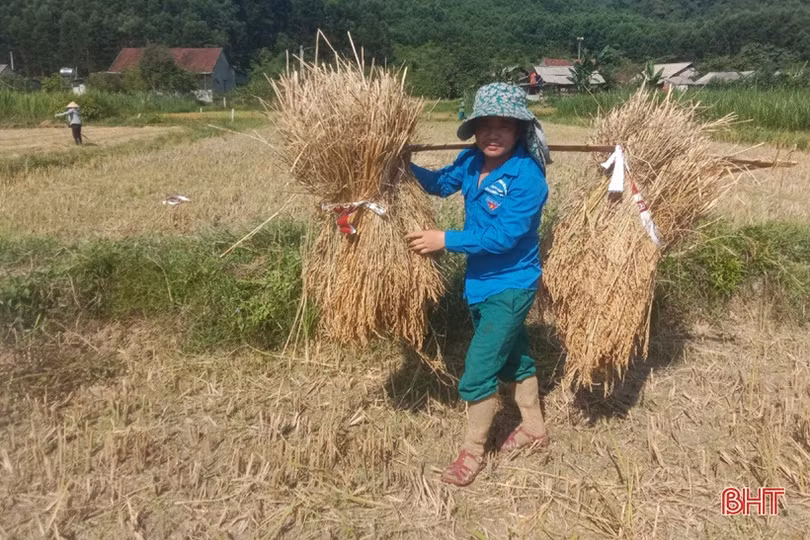 Tuổi trẻ Vũ Quang giúp người dân xã biên giới thu hoạch lúa “chạy” mưa