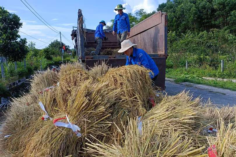 Tuổi trẻ Vũ Quang giúp người dân xã biên giới thu hoạch lúa “chạy” mưa