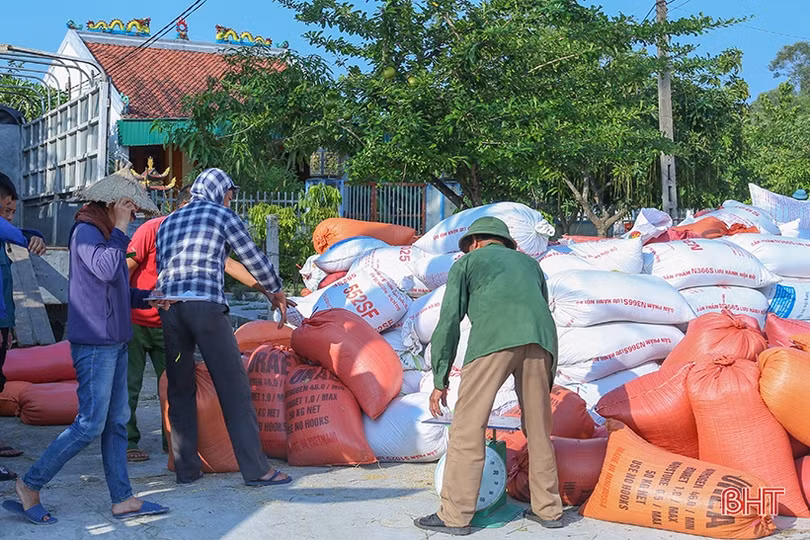 Hà Tĩnh: Giá lúa tươi giảm, thương lái thu mua cầm chừng